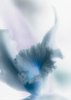 Expressionist Flowers  Orchid #4949